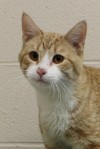 Pets of the week
