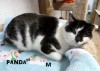 Pets of the week