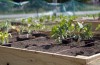 EDITORIAL: Urban gardens plant food for thought, too