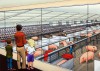 Companies break ground for Pig Adventure at Fair Oaks Farms