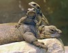 Baby chuckwallas hatch at Brookfield Zoo
