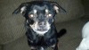 Pets of the week