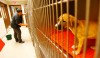 Humane Society runs out of space, looks for good homes for more than 100 pets