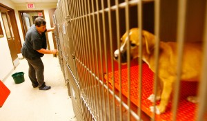 Humane Society runs out of space, looks for good homes for more than 100 pets