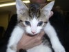 Hans