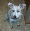 Pets of the week