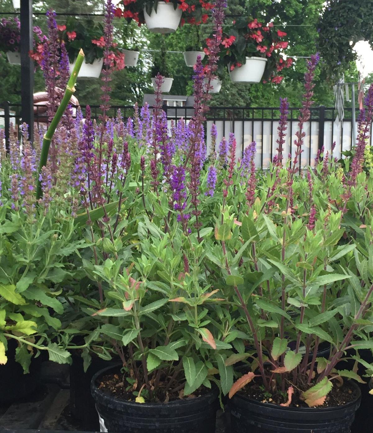 5 plants that are blooming right now in Region Home and Garden