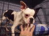 Pets of the week