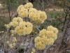 Herbal Healer: What is macela?