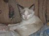 Pets of the week