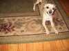 Pets of the week