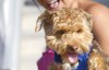 Fairest of the four-legged