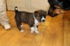 Pets of the week
