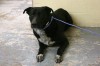 LC Animal Shelter seeking homes for family friendly collies