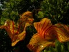 'Twilight in the Garden'