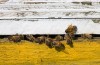 Apple trees blossom early, spurring some concerns among region orchards