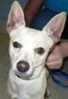 Pets of the week