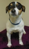 Pets of the week