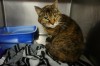Pets of the week
