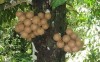 Herbal Healer: What is kepel fruit?