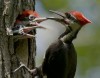 Voting begins in Forest Preserve District photo contest