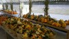Pumpkin-fest this weekend in Zeeland, Michigan