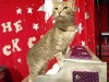 The cat's meow