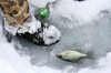 POTW Jan 30-Feb 5 - Fishing Derby