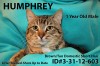 Pets of the week