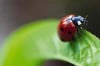 Mild winter means early emergence of many pests