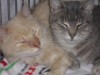 Pets of the week
