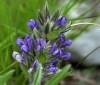 Herbal Healer: What is prairie turnip?