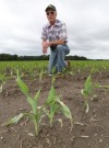 Corn is emerging on Martin Kroll's land in southwest Lake County.