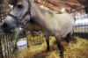 Miniature horses groom young 4-H'ers to be good caretakers  