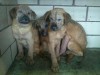Homes found for every puppy abandoned on State Park Road