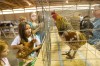 Roosters strut and crow at Porter County Fair