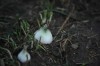 Onion crop destroyed  