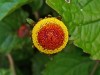 Herbal Healer: What is paracress?