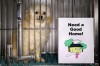 Euthanasia to control shelter population unpopular