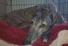 Pets of the week