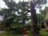 TREEFALL