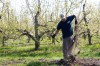 Apple trees blossom early, spurring some concerns among region orchards