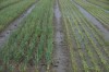 Onion crop destroyed  