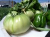 Gary urban garden growing despite drought