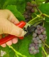 Growing grapes can take time, attention