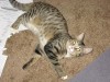 Pets of the week