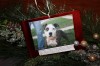 Tree of hope