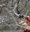 Pruning's a necessary evil, and can be done well