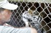'Roy Boy's' tigers thriving in new home