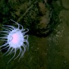 James Cameron, others to explore the real abyss  